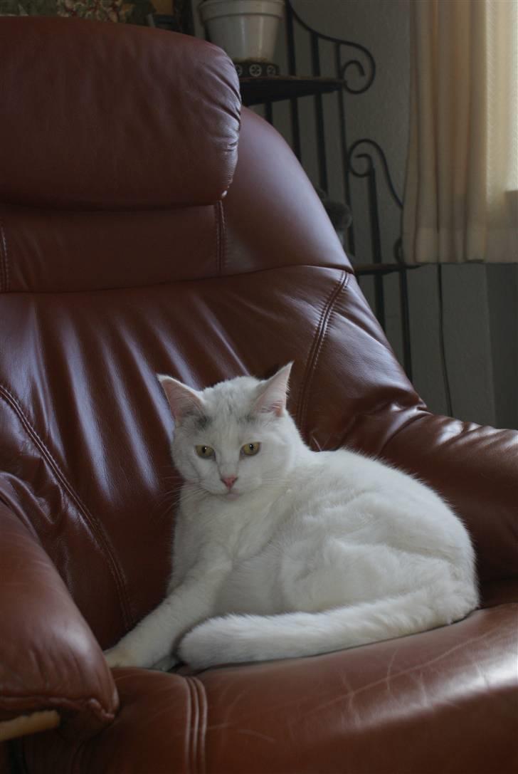 Blanding af racer Bette AKA Wannabe Garfiel billede 7