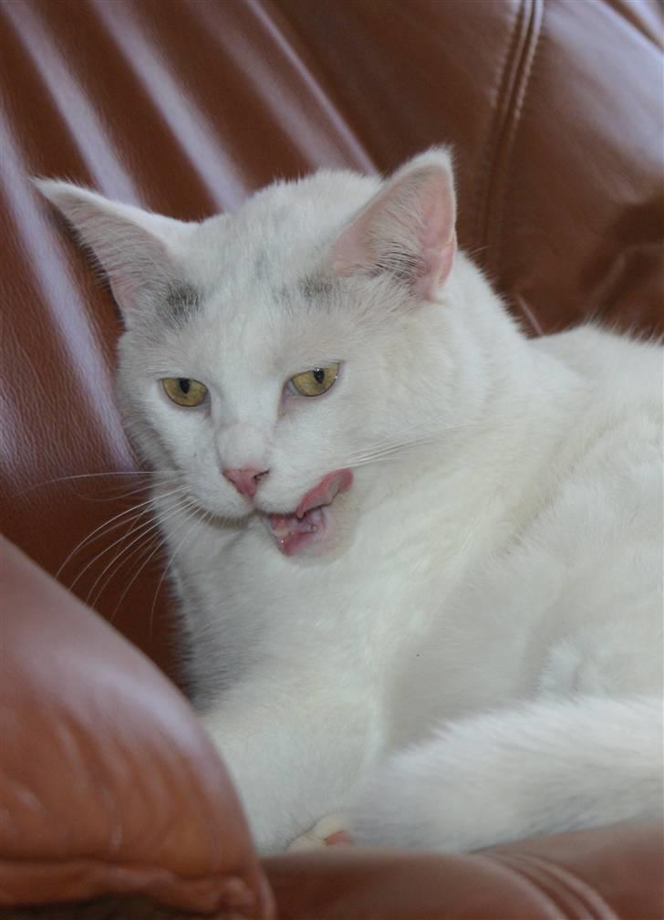 Blanding af racer Bette AKA Wannabe Garfiel billede 8