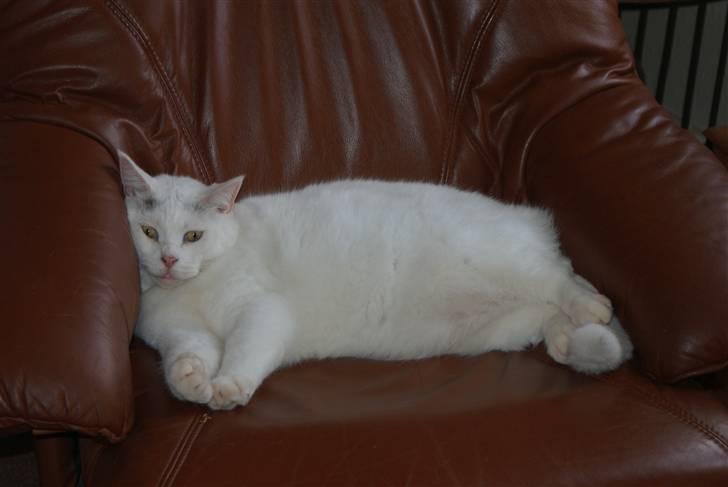 Blanding af racer Bette AKA Wannabe Garfiel - Fede dovendyr :D billede 9