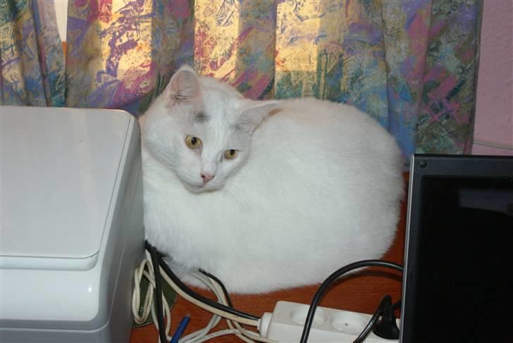 Blanding af racer Bette AKA Wannabe Garfiel billede 10