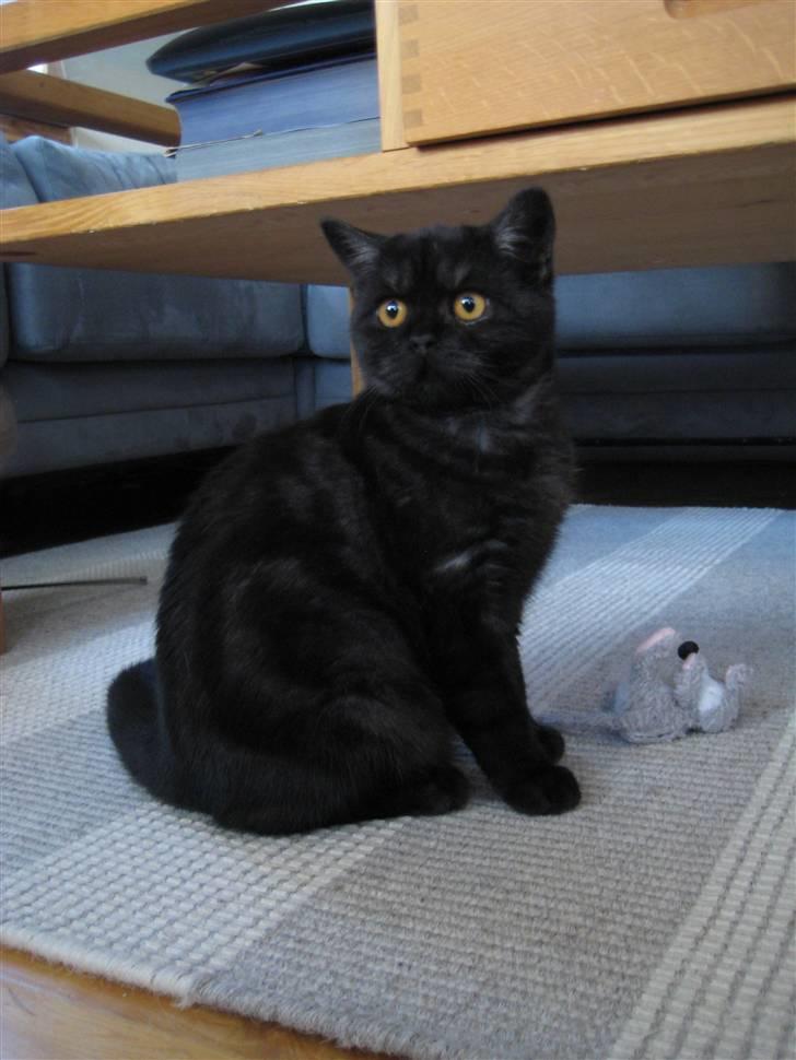 British Shorthair Kjätta´s Feline aka Molly billede 1