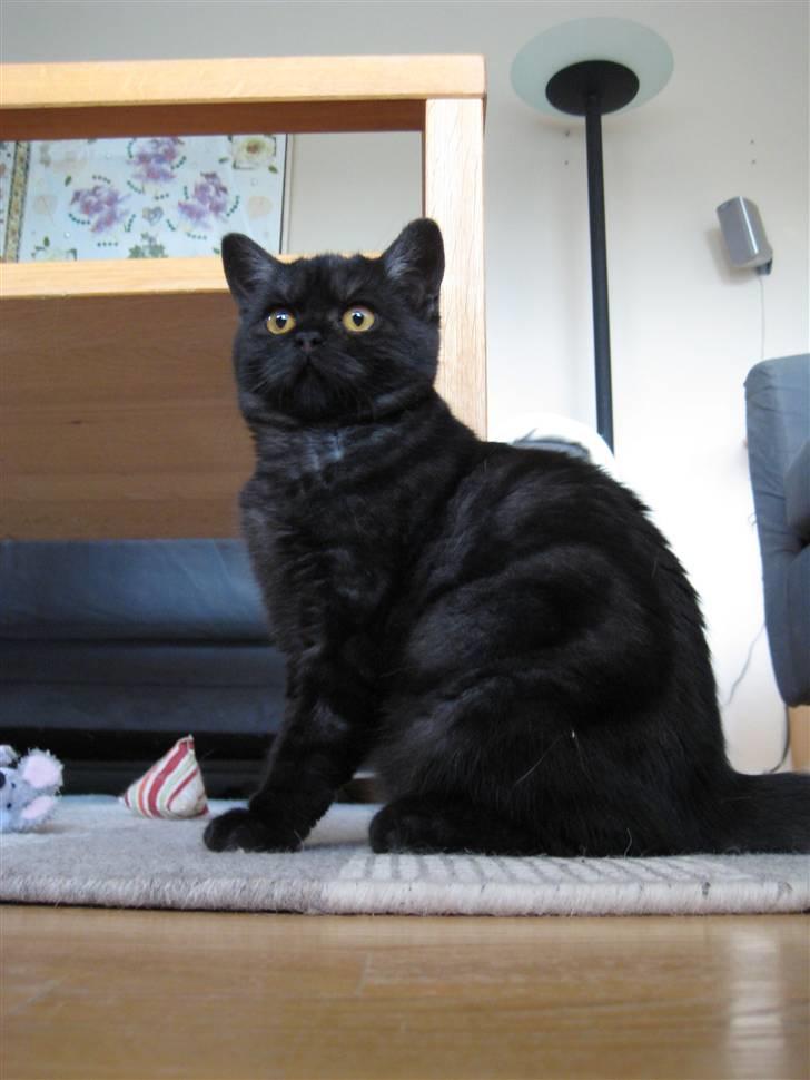British Shorthair Kjätta´s Feline aka Molly billede 2