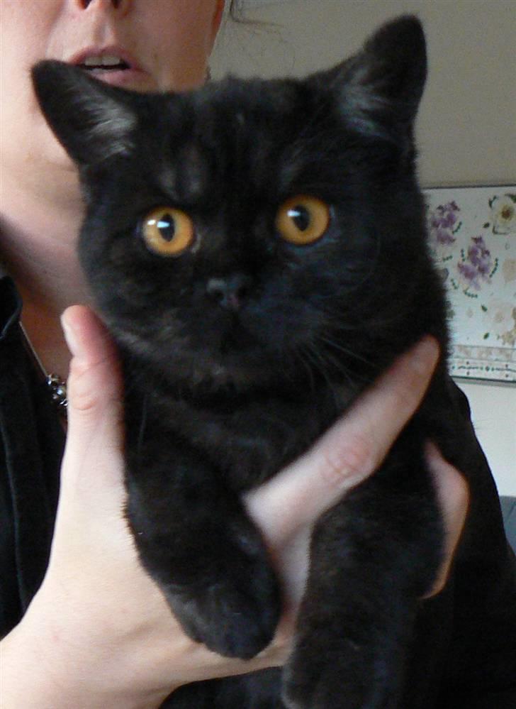 British Shorthair Kjätta´s Feline aka Molly billede 3