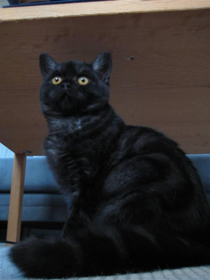 British Shorthair Kjätta´s Feline aka Molly billede 4