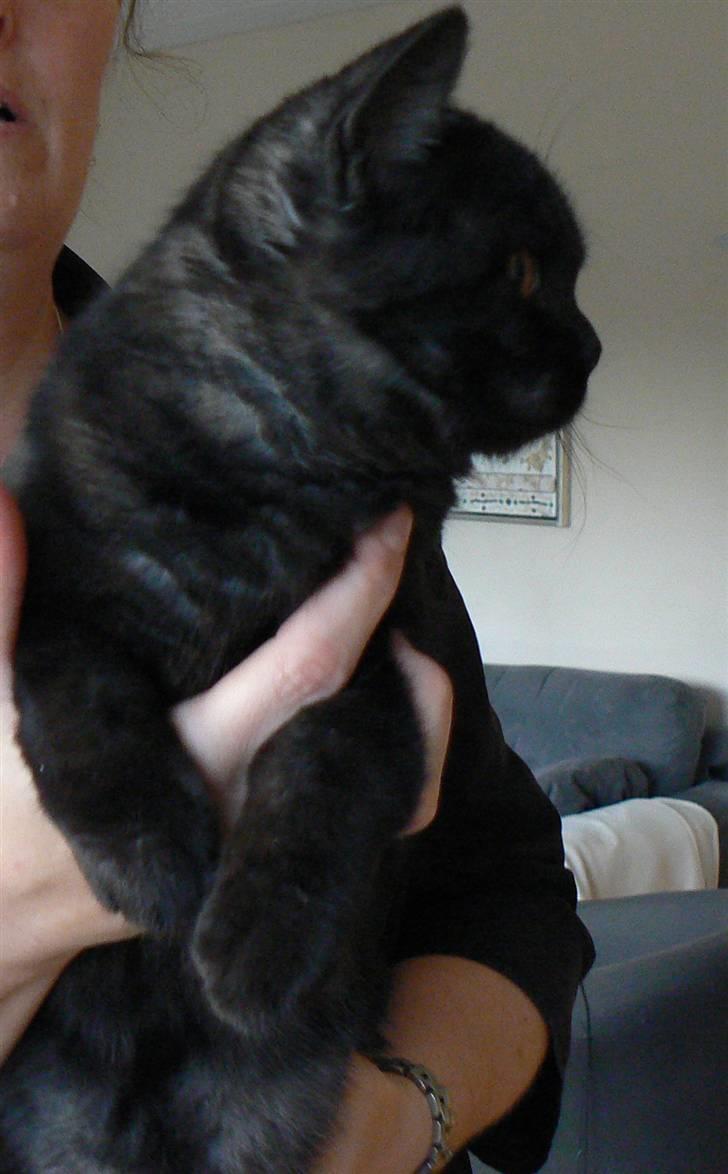 British Shorthair Kjätta´s Feline aka Molly billede 5