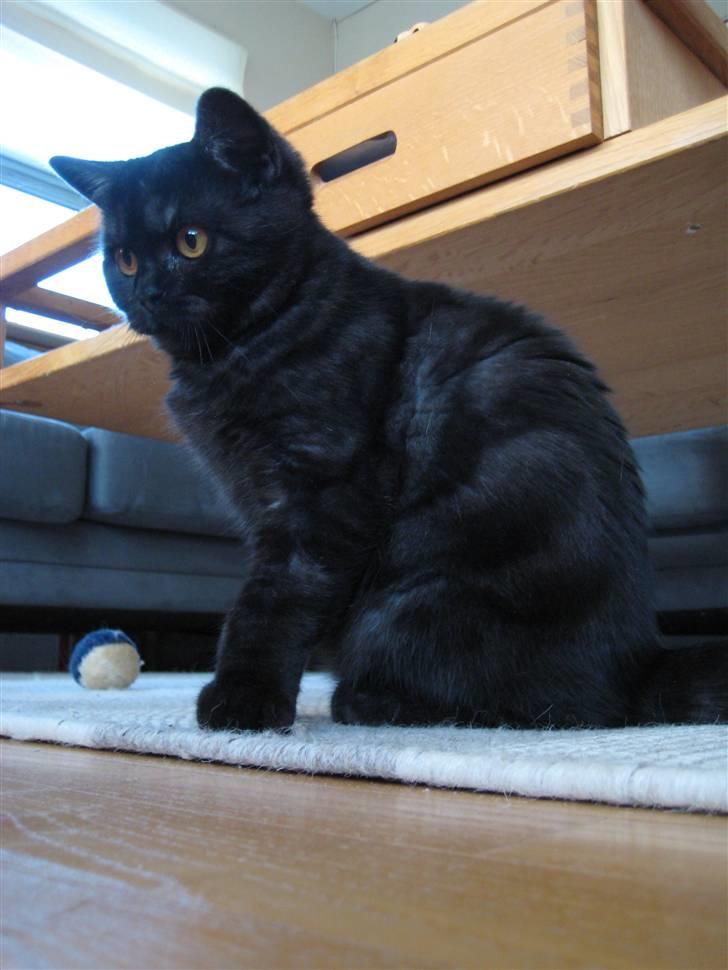British Shorthair Kjätta´s Feline aka Molly billede 6