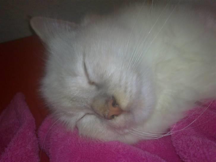 Hellig Birma DK Jytnicatz Cigurd billede 2