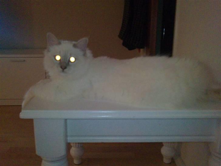 Hellig Birma DK Jytnicatz Cigurd billede 3