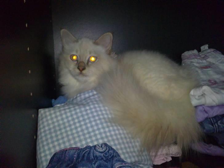 Hellig Birma DK Jytnicatz Cigurd billede 4