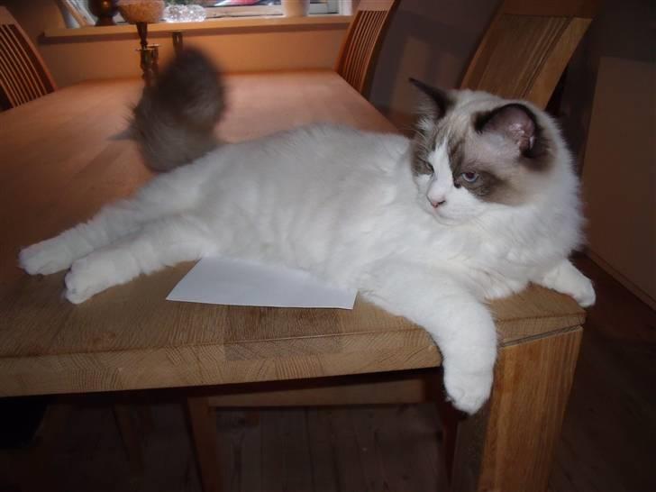 Ragdoll Elian Coffeebeat billede 2
