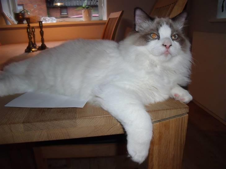 Ragdoll Elian Coffeebeat billede 3