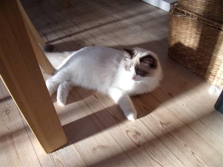 Ragdoll Elian Coffeebeat billede 4