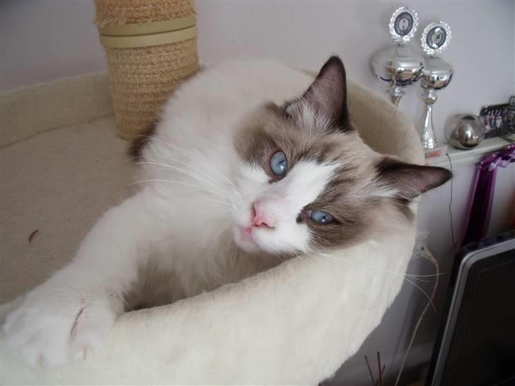 Ragdoll Elian Coffeebeat billede 5