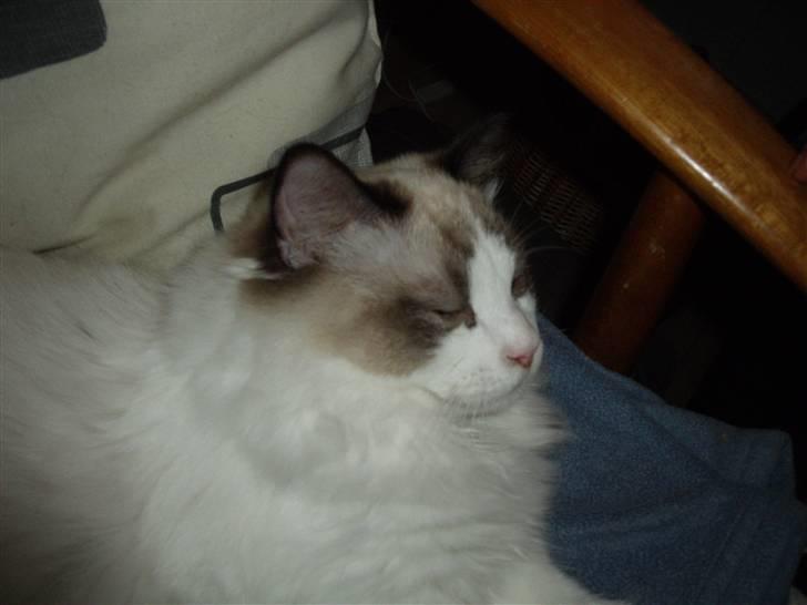 Ragdoll Elian Coffeebeat billede 6