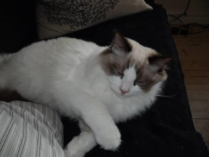 Ragdoll Elian Coffeebeat billede 7