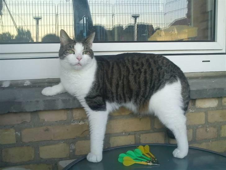 Huskat Samson - Det er kun Samson som kan finde på at ligge på sådan en måde, han er lidt for sig selv, men det er charmerne. billede 6