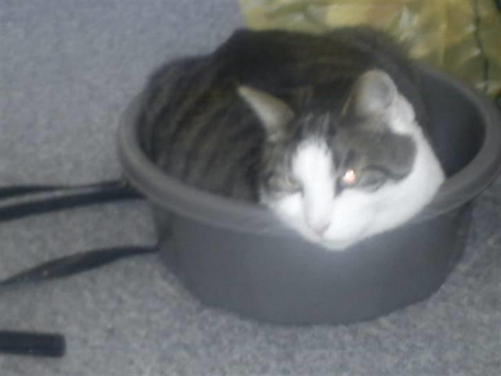 Huskat Samson - Typisk Samson, han elsker at putte, helst hvor der er smalt. billede 7