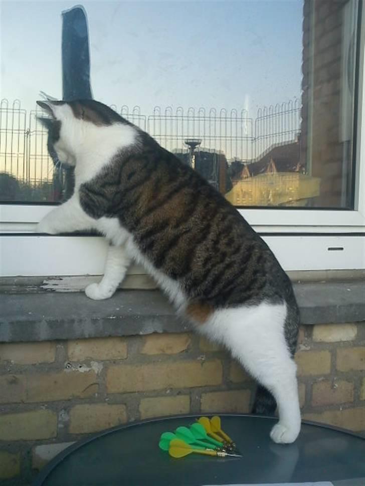 Huskat Samson - Kigger ind til Nichlas..... billede 8