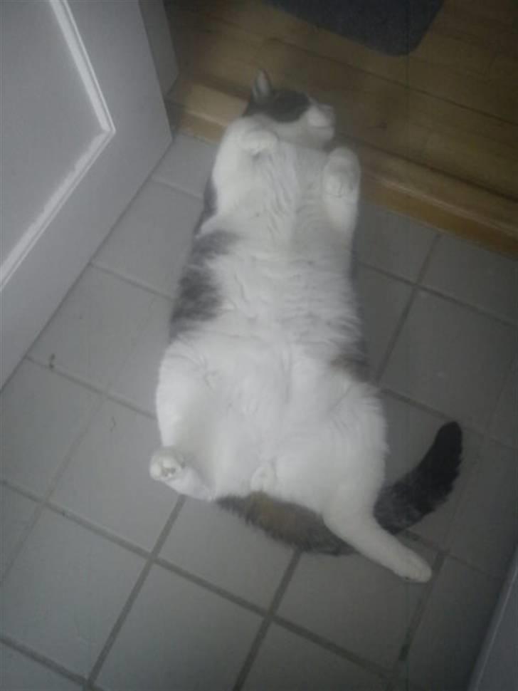 Huskat Samson - Hans yndlings stilling - på ryggen. billede 9