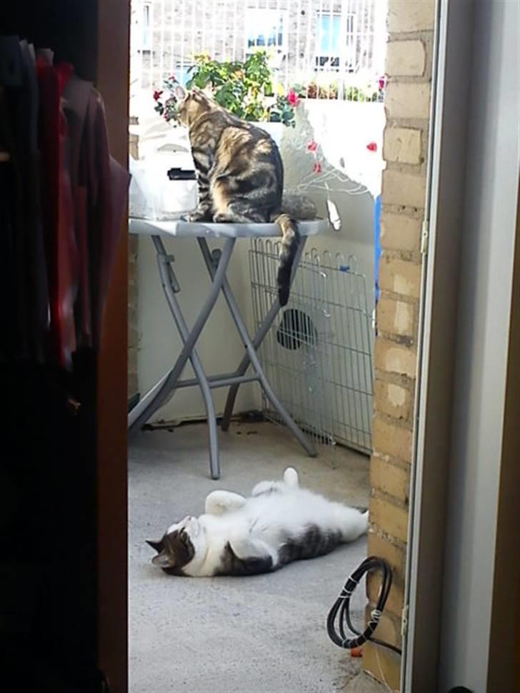 Huskat Samson - Samson og Magnus nyder solen på altanen. billede 10