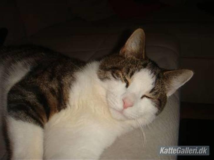 Huskat Samson - Dejlige Samson. billede 11