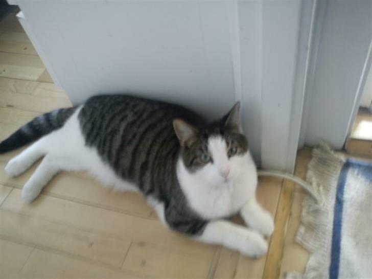 Huskat Samson - Han er bare så magelig ;-) billede 12