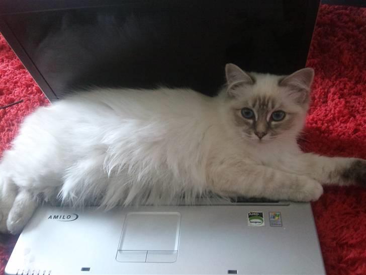 Hellig Birma Askepots Hermione (Fenja) billede 20