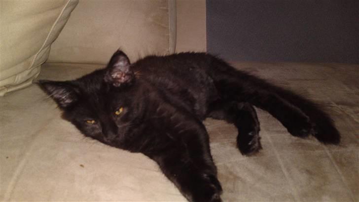 Maine Coon Diablo billede 1