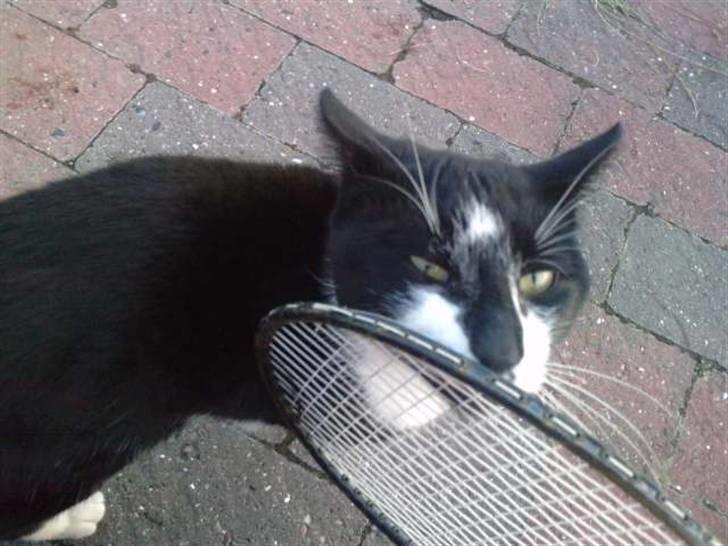 Huskat |Adonis "fat cat" billede 13