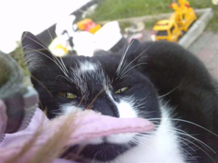 Huskat |Adonis "fat cat" billede 3