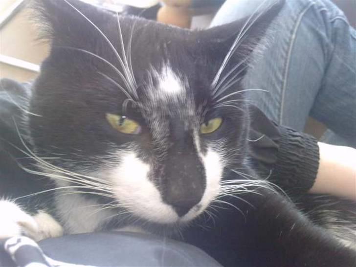 Huskat |Adonis "fat cat" billede 14