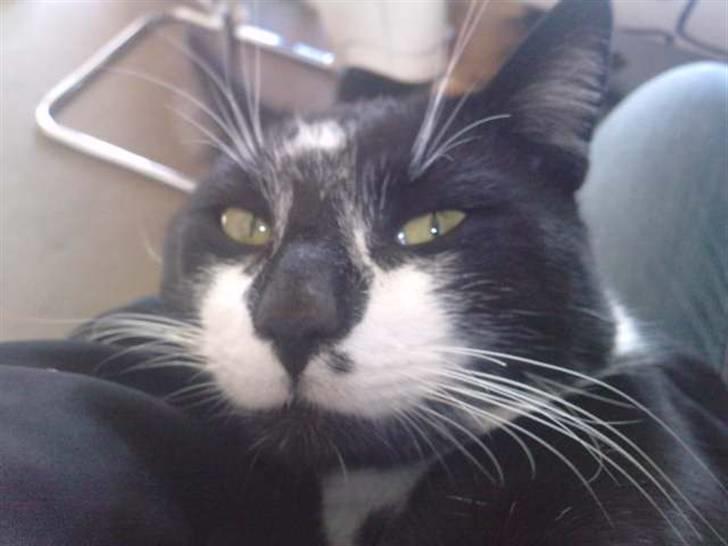 Huskat |Adonis "fat cat" billede 15