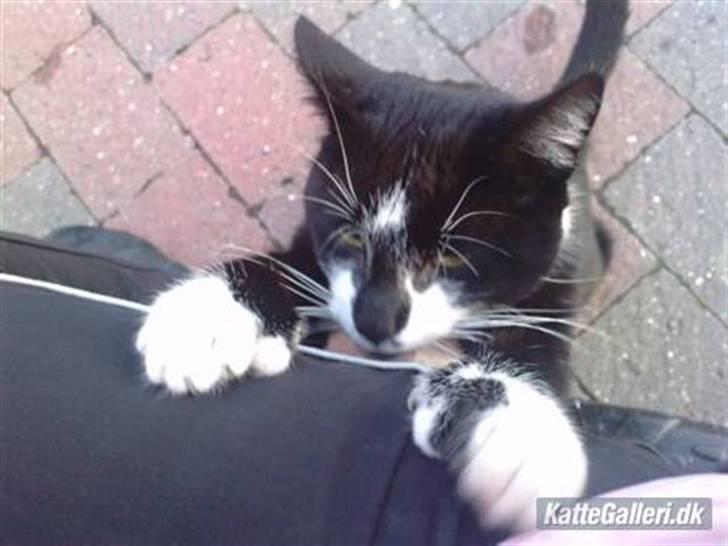 Huskat |Adonis "fat cat" billede 16