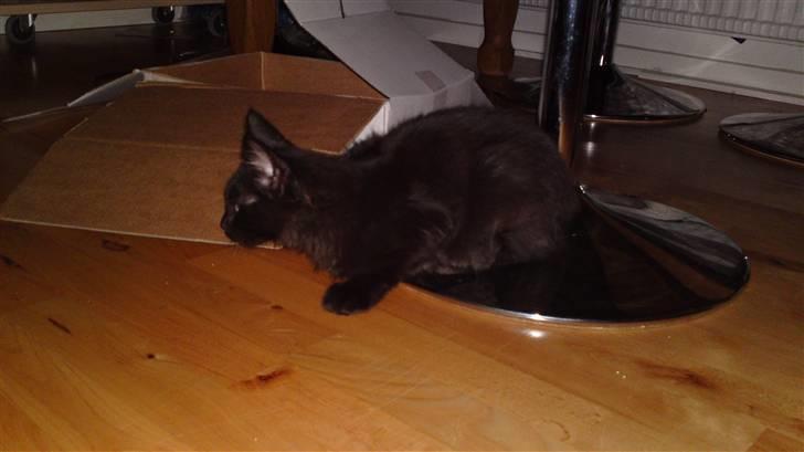 Maine Coon Diablo billede 2