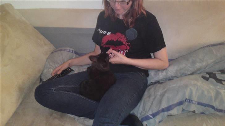 Maine Coon Diablo billede 3