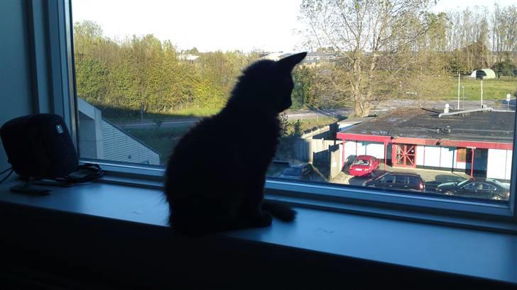 Maine Coon Diablo billede 4