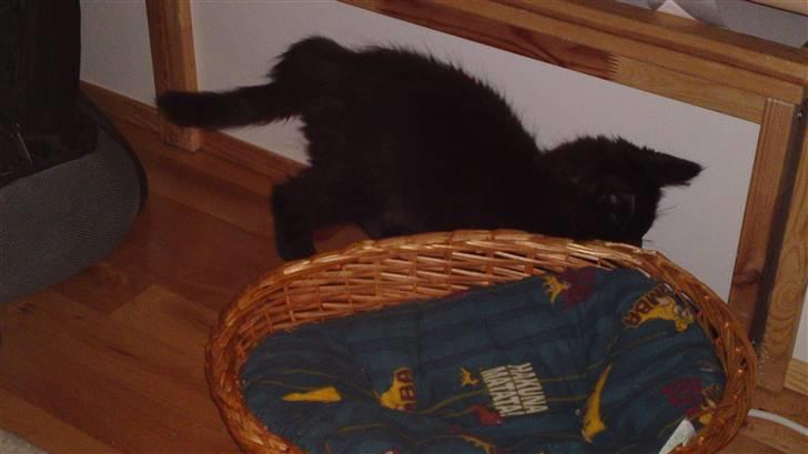 Maine Coon Diablo billede 5