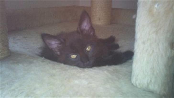 Maine Coon Diablo billede 6