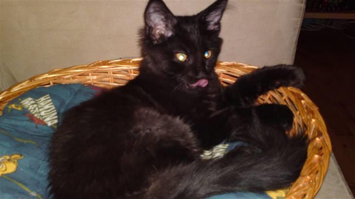 Maine Coon Diablo billede 7