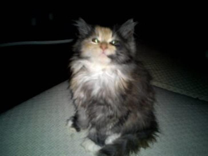 Blanding af racer Mini miv. (er drægtig) - Velkommen til min profil, jeg hedder Nellie:) billede 2