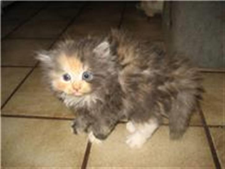 Blanding af racer Mini miv. (er drægtig) billede 3