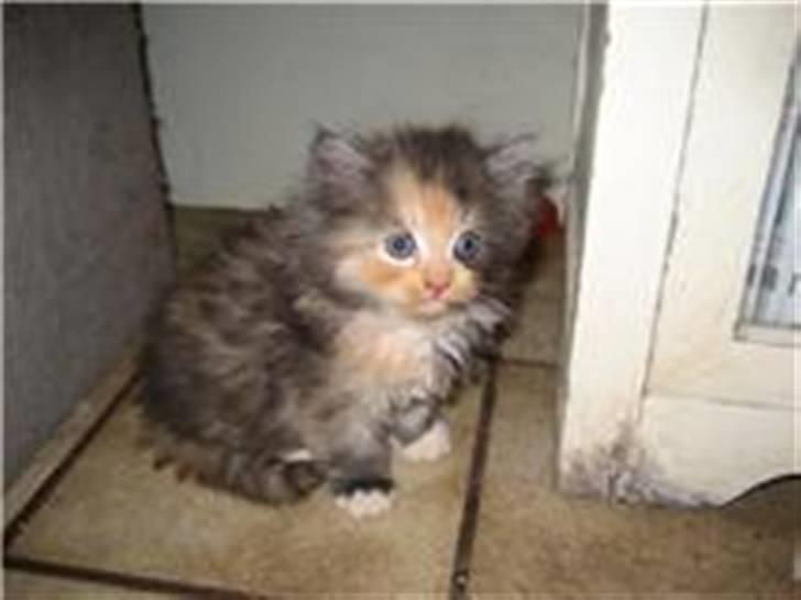 Blanding af racer Mini miv. (er drægtig) billede 4