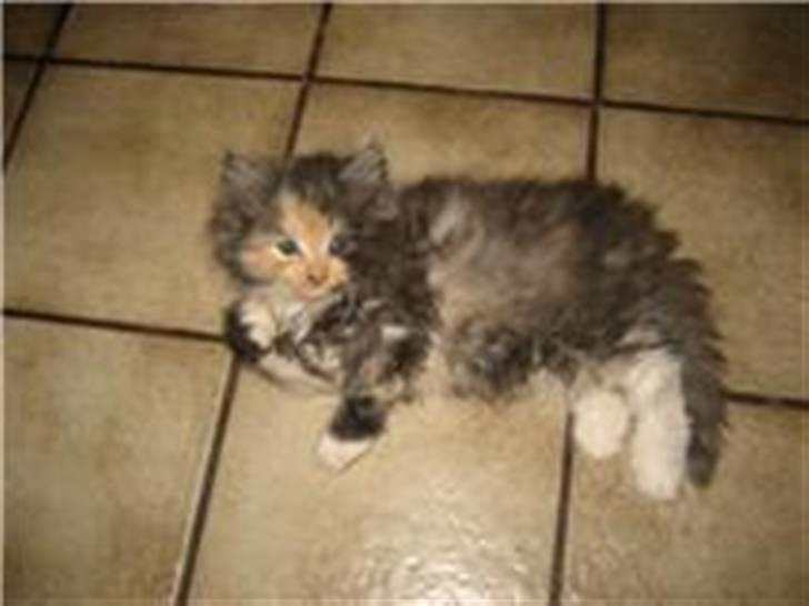 Blanding af racer Mini miv. (er drægtig) billede 5