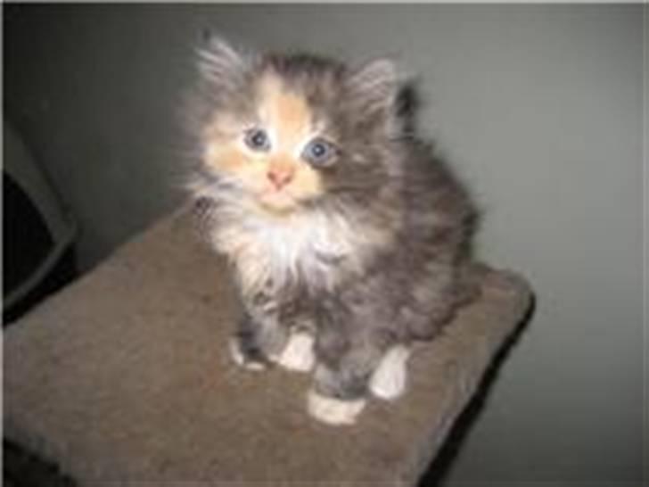 Blanding af racer Mini miv. (er drægtig) billede 6