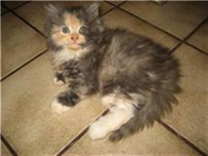 Blanding af racer Mini miv. (er drægtig) - se hvor køn hun er :) billede 7