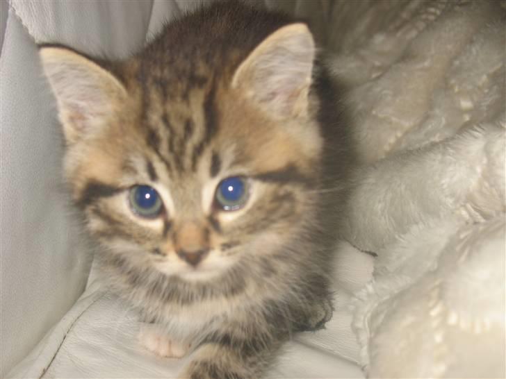 Huskat Zacho´s Marco billede 13