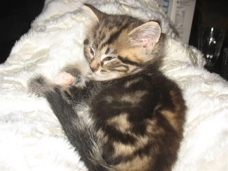 Huskat Zacho´s Marco billede 14