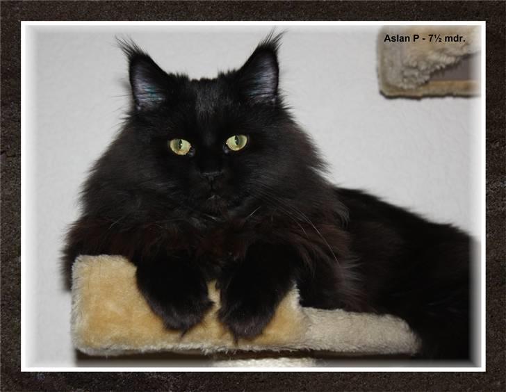 Blanding af racer Aslan P - Tak til Lise for kameraføringen ;-) billede 18