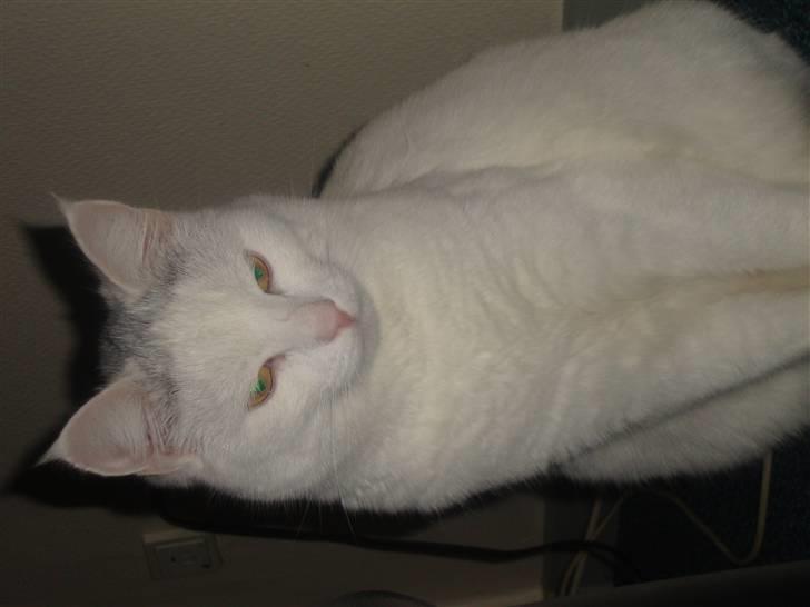 Huskat Mille billede 1