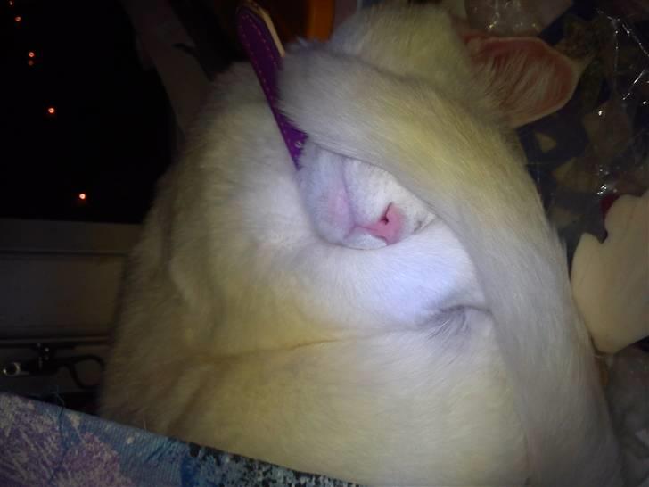 Huskat Mille billede 2